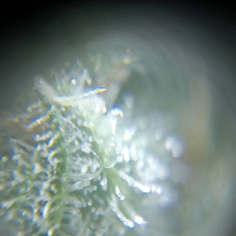 C - 🦍glue #4 growlog timeline photo