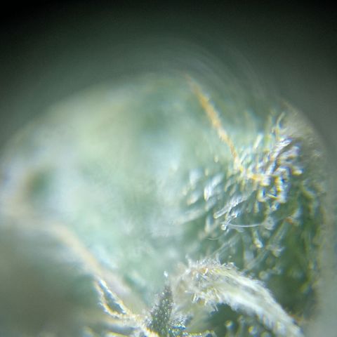 C - 🦍glue #4 growlog timeline photo