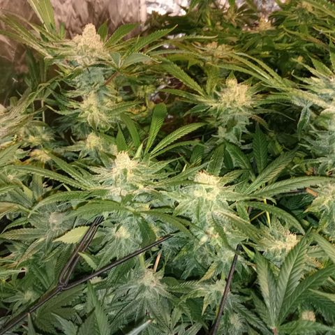C - 🦍glue #4 growlog timeline photo