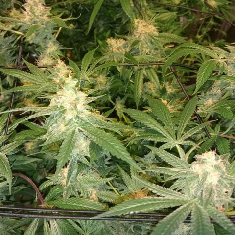 C - 🦍glue #4 growlog timeline photo