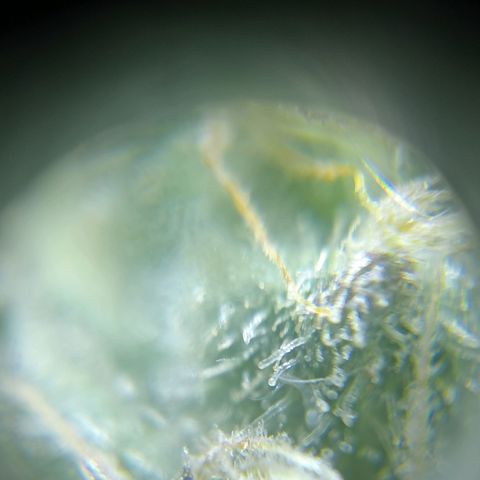 C - 🦍glue #4 growlog timeline photo