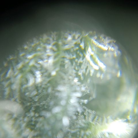 C - 🦍glue #4 growlog timeline photo