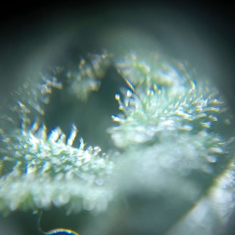 C - 🦍glue #4 growlog timeline photo