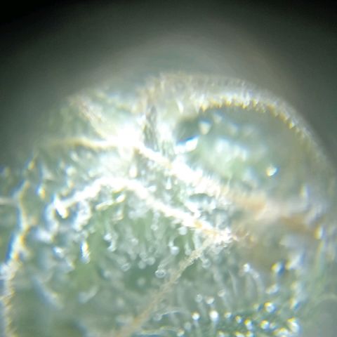 C - 🦍glue #4 growlog timeline photo