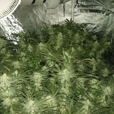 C - 🦍glue #4 growlog timeline photo