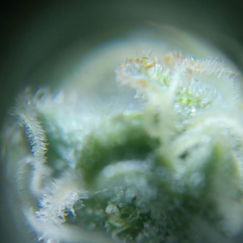 C - 🦍glue #4 growlog timeline photo