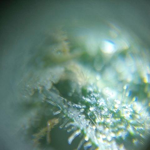 C - 🦍glue #4 growlog timeline photo