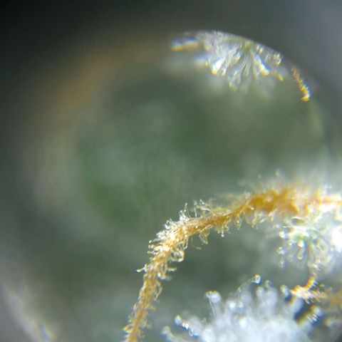 C - 🦍glue #4 growlog timeline photo