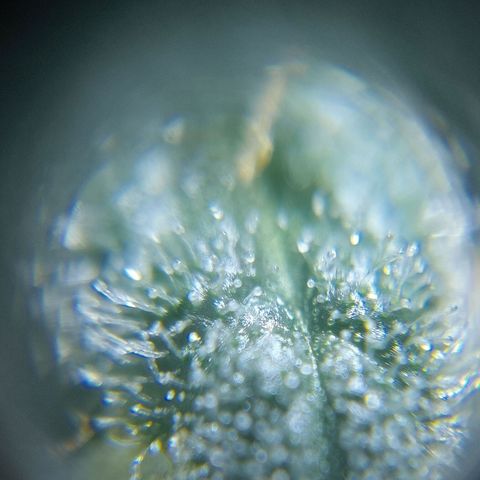 C - 🦍glue #4 growlog timeline photo