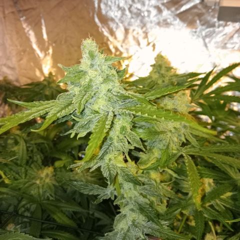 C - 🦍glue #4 growlog timeline photo
