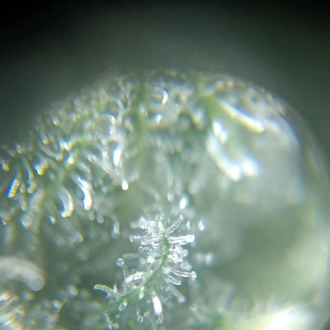 C - 🦍glue #4 growlog timeline photo