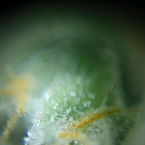 C - 🦍glue #4 growlog timeline photo