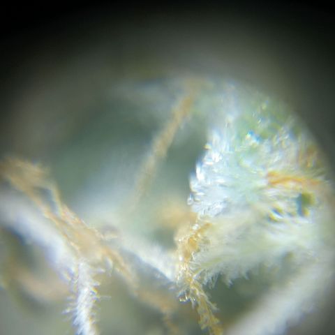 C - 🦍glue #4 growlog timeline photo
