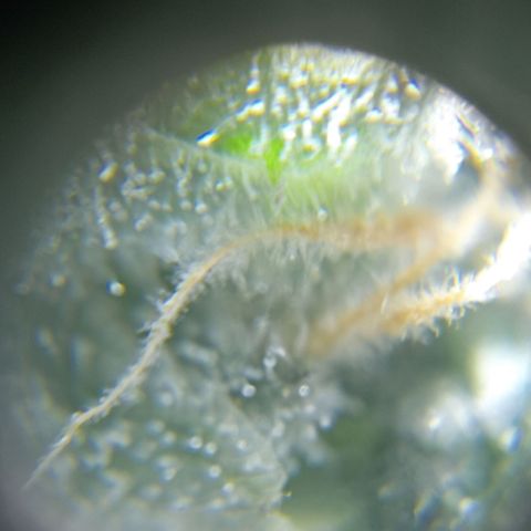 C - 🦍glue #4 growlog timeline photo