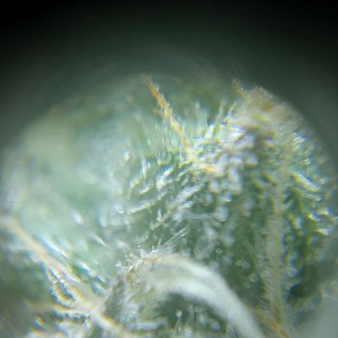 C - 🦍glue #4 growlog timeline photo