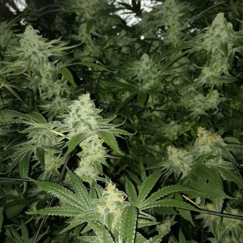 C - 🦍glue #4 growlog timeline photo
