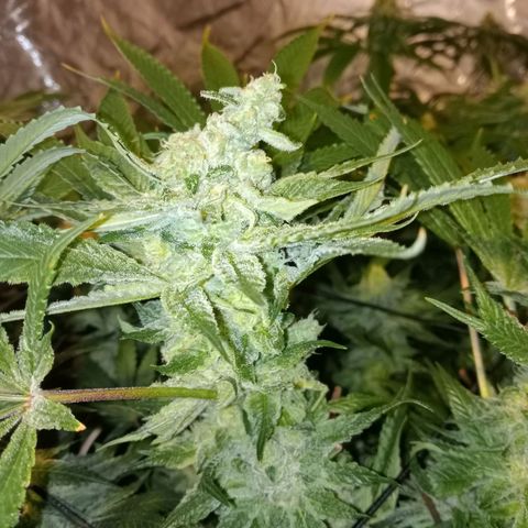 C - 🦍glue #4 growlog timeline photo