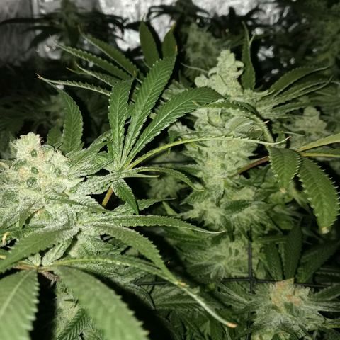 C - 🦍glue #4 growlog timeline photo