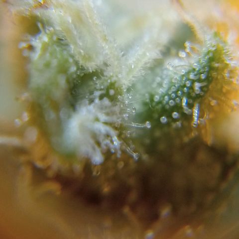 C - 🦍glue #4 growlog timeline photo