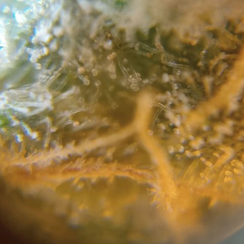 C - 🦍glue #4 growlog timeline photo