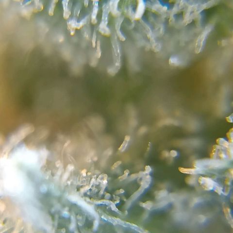 C - 🦍glue #4 growlog timeline photo