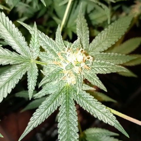 C - 🦍glue #4 growlog timeline photo