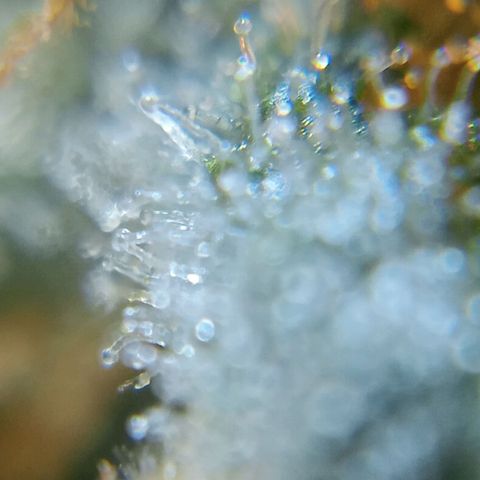 C - 🦍glue #4 growlog timeline photo