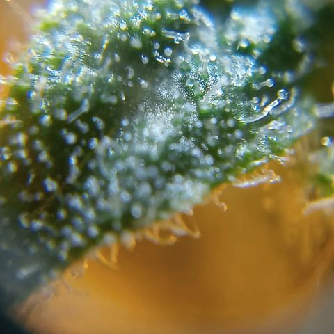 C - 🦍glue #4 growlog timeline photo