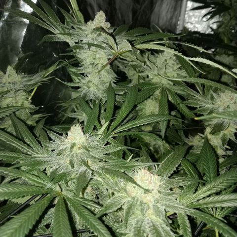 C - 🦍glue #4 growlog timeline photo