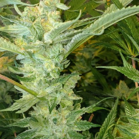 C - 🦍glue #4 growlog timeline photo