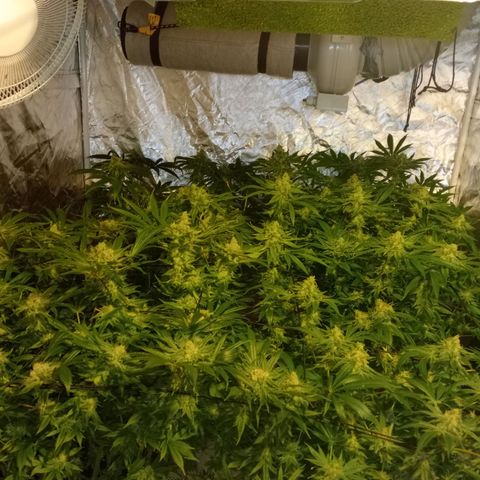 C - 🦍glue #4 growlog timeline photo