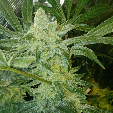 C - 🦍glue #4 growlog timeline photo
