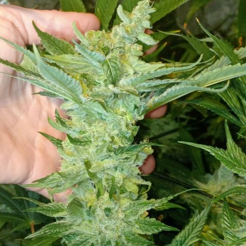 C - 🦍glue #4 growlog timeline photo