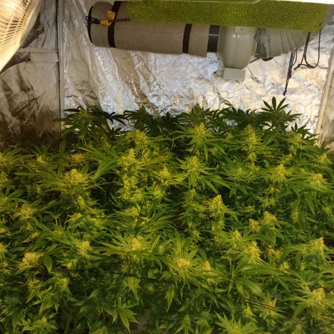 C - 🦍glue #4 growlog timeline photo