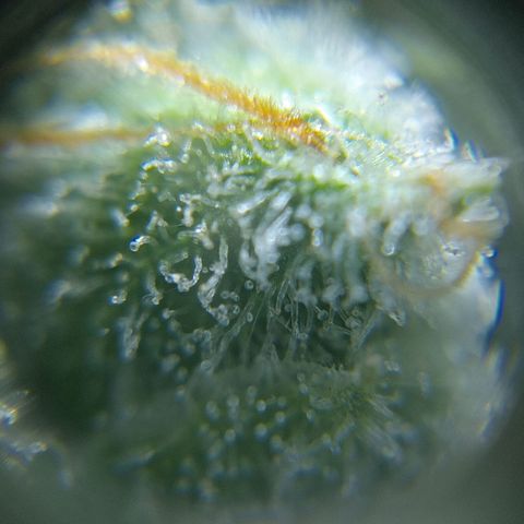 C - 🦍glue #4 growlog timeline photo