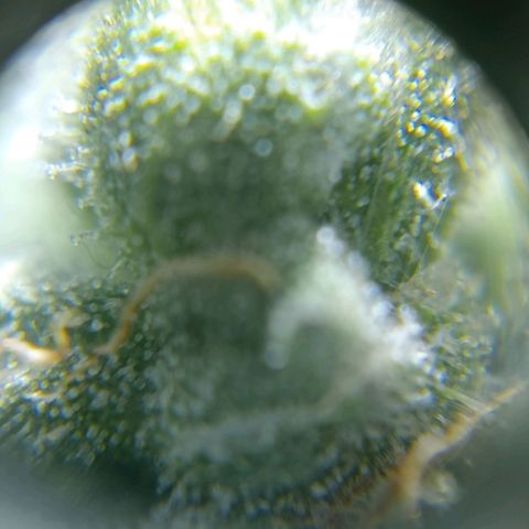 C - 🦍glue #4 growlog timeline photo