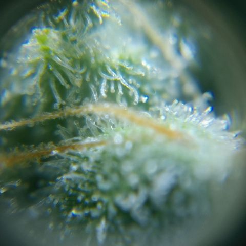 C - 🦍glue #4 growlog timeline photo