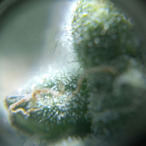 C - 🦍glue #4 growlog timeline photo