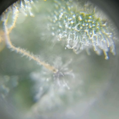 C - 🦍glue #4 growlog timeline photo