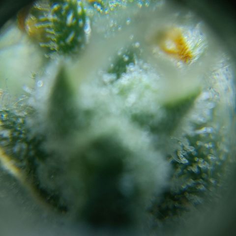 C - 🦍glue #4 growlog timeline photo