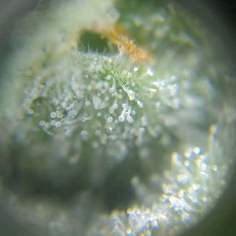 C - 🦍glue #4 growlog timeline photo