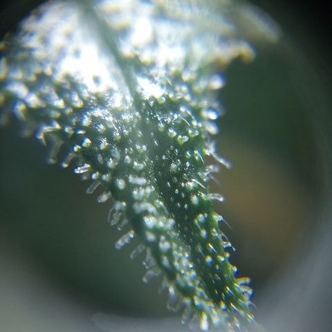 C - 🦍glue #4 growlog timeline photo