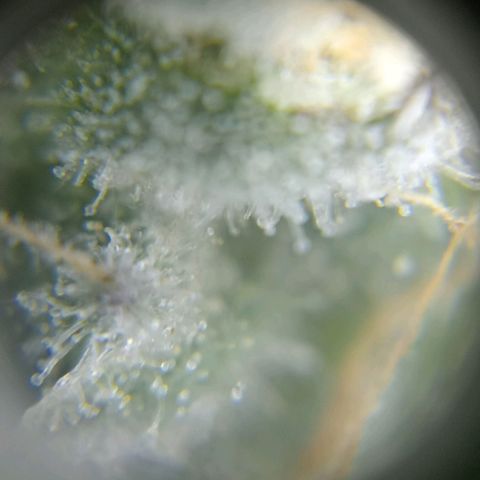 C - 🦍glue #4 growlog timeline photo