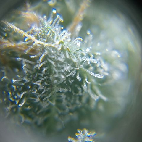 C - 🦍glue #4 growlog timeline photo
