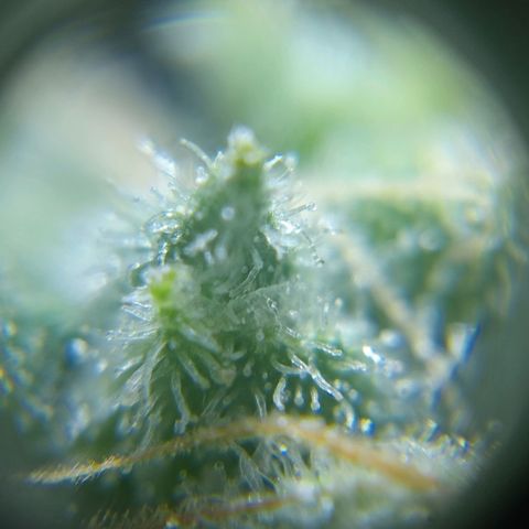 C - 🦍glue #4 growlog timeline photo