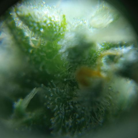 C - 🦍glue #4 growlog timeline photo