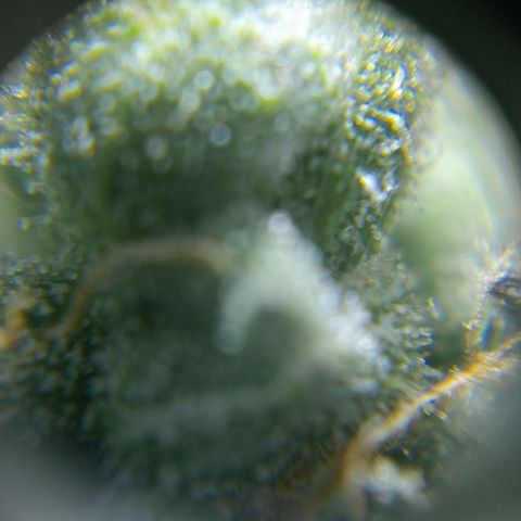 C - 🦍glue #4 growlog timeline photo