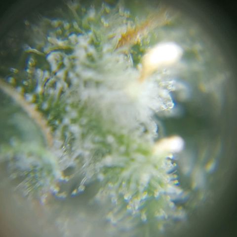 C - 🦍glue #4 growlog timeline photo
