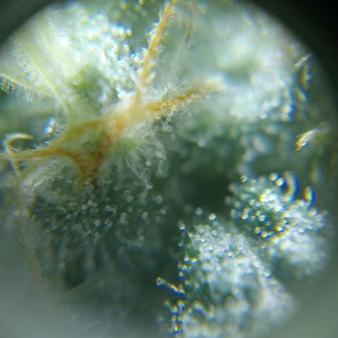 C - 🦍glue #4 growlog timeline photo