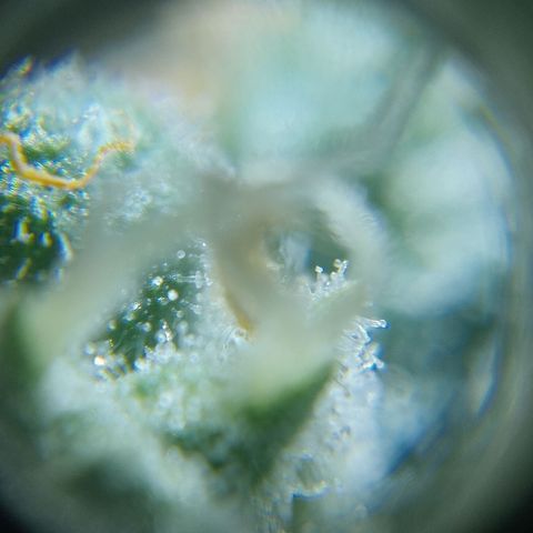 C - 🦍glue #4 growlog timeline photo